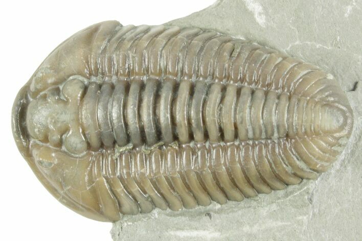 Prone Flexicalymene Trilobite - Mt Orab, Ohio #380327